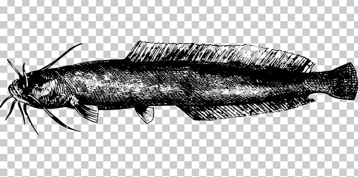 Channel Catfish Sardine PNG, Clipart, Africa, Afrika, Animals, Black And White, Catfish Free PNG Download