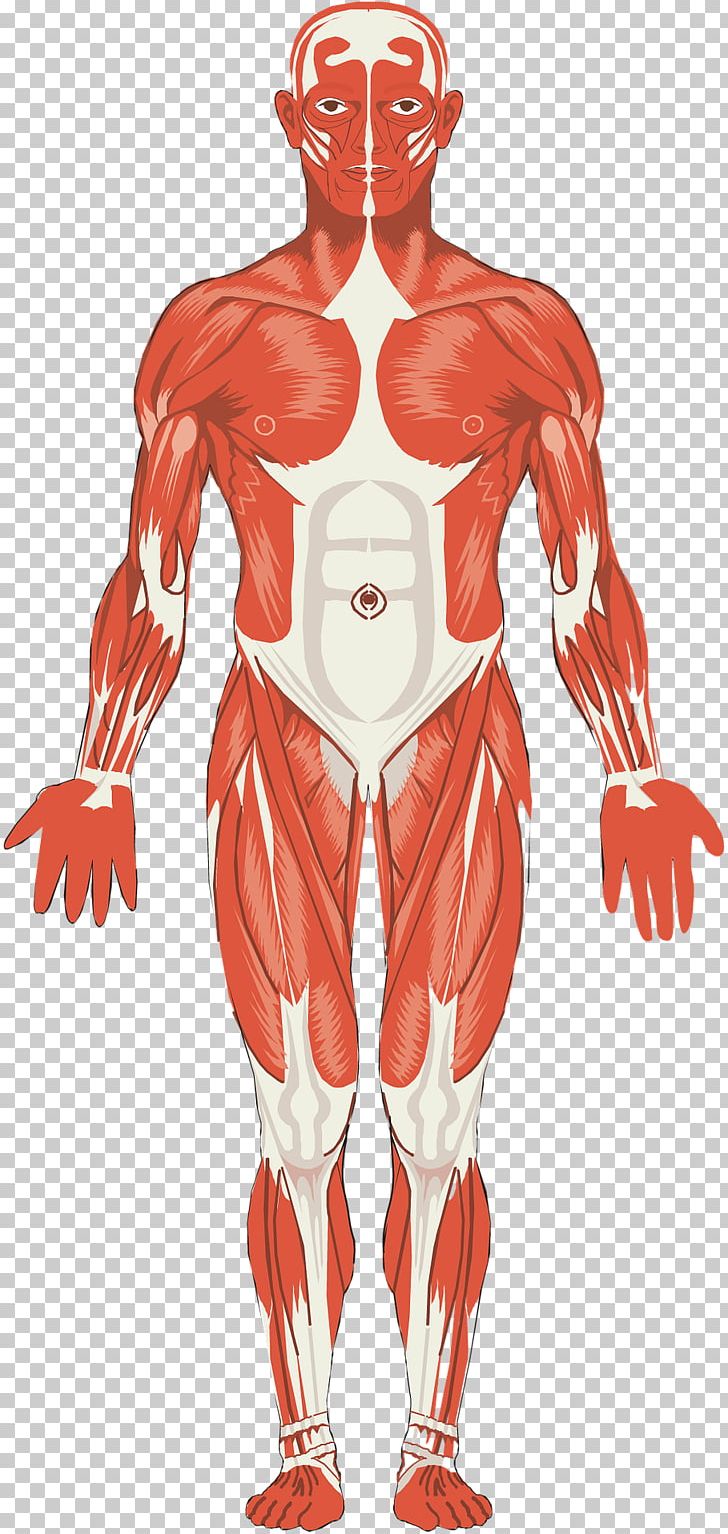 Muscular System Muscle Anatomy Organ System Joint PNG, Clipart, Abdomen, Arm, Art, Bodybuilder, Cell Free PNG Download