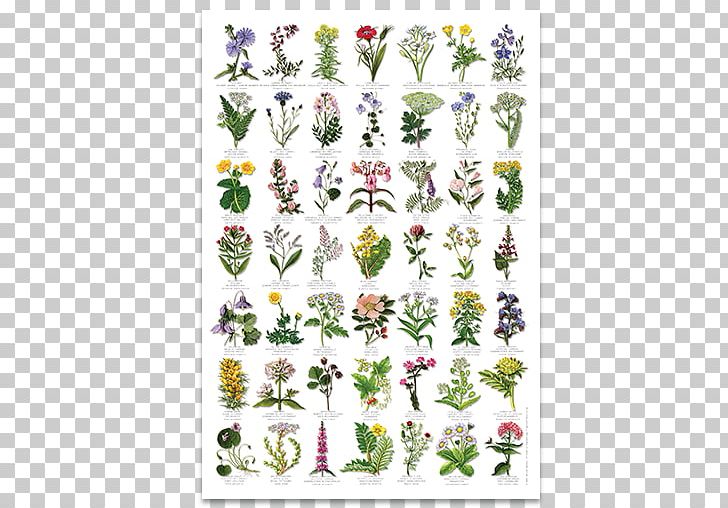 Wildflower United Kingdom Plant Identification PNG, Clipart, Area, Botany, Cut Flowers, Flora, Floral Design Free PNG Download