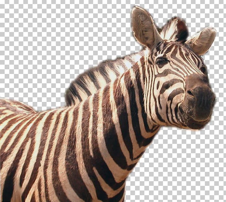 Zebra PNG, Clipart, Zebra Free PNG Download