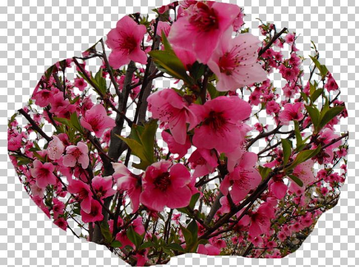Floral Design Landscape Cut Flowers PNG, Clipart, Annual Plant, Blossom, Cerise, Cut Flowers, Desktop Wallpaper Free PNG Download