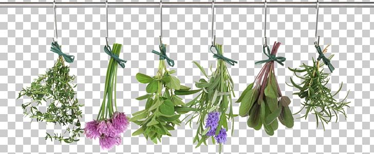 Herb Food Drying Vegetable Thyme PNG, Clipart, Aquarium Decor, Branch, Condiment, Cooking, Culinary Arts Free PNG Download