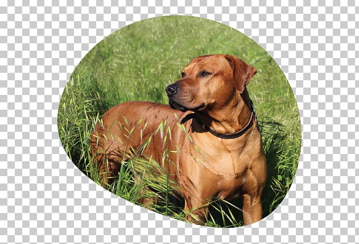 Rhodesian Ridgeback Black Mouth Cur Redbone Coonhound 2018 Couleur Café Dog Breed PNG, Clipart, Black Mouth Cur, Broholmer, Carnivoran, Chicken As Food, Color Free PNG Download