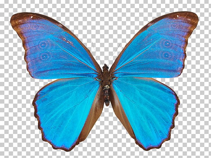 Butterfly Menelaus Blue Morpho Morpho Didius Insect PNG, Clipart, Arthropod, Blue, Brush Footed Butterfly, Insect, Insects Free PNG Download