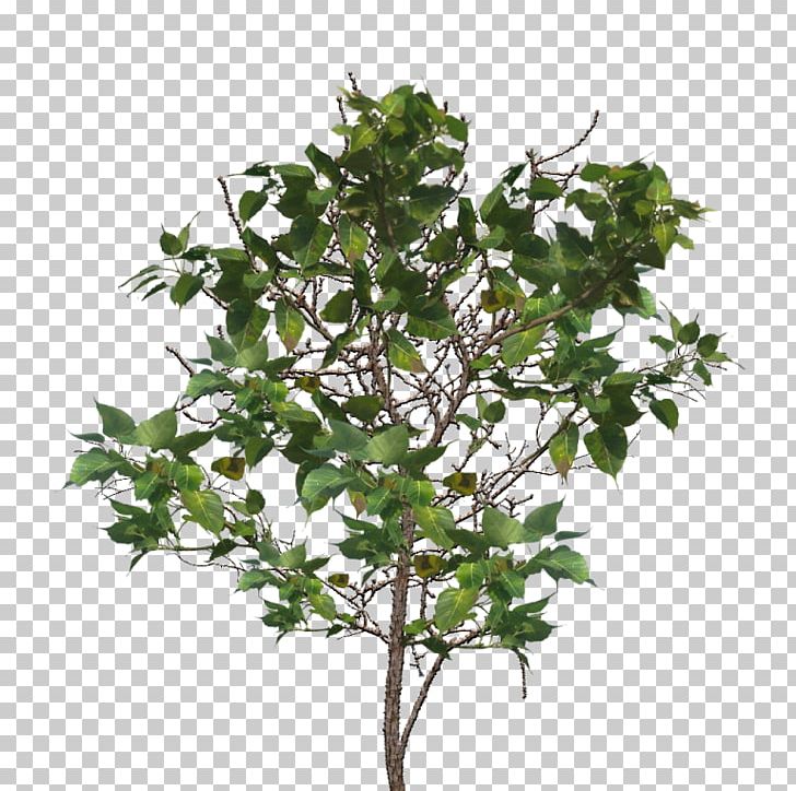 Common Ivy Houseplant Flowerpot Shrub PNG, Clipart, Branch, Common Ivy, Flowerpot, Food Drinks, Houseplant Free PNG Download