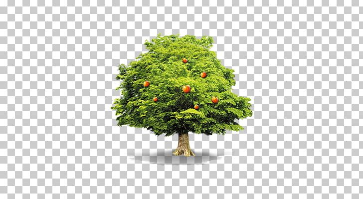 Haikou Business Limited Liability Company Corporate Group Service PNG, Clipart, Apple, Apple Fruit, Apple Tree, Christmas Tree, Company Free PNG Download