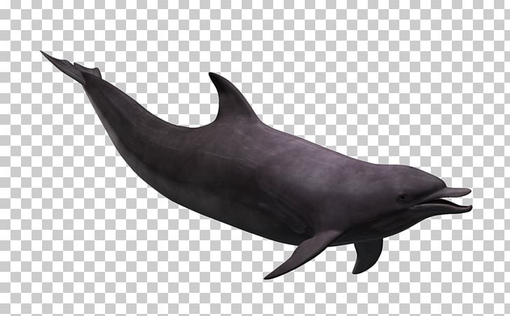 Tucuxi Wholphin Rough-toothed Dolphin Common Bottlenose Dolphin White-beaked Dolphin PNG, Clipart, 3d Computer Graphics, Animal, Animals, Blue, Cartoon Free PNG Download