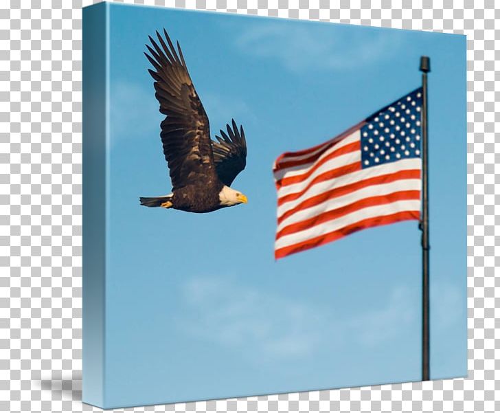 Bald Eagle Flag Of The United States Court PNG, Clipart, Advertising, Animals, Bald Eagle, Beak, Bird Free PNG Download