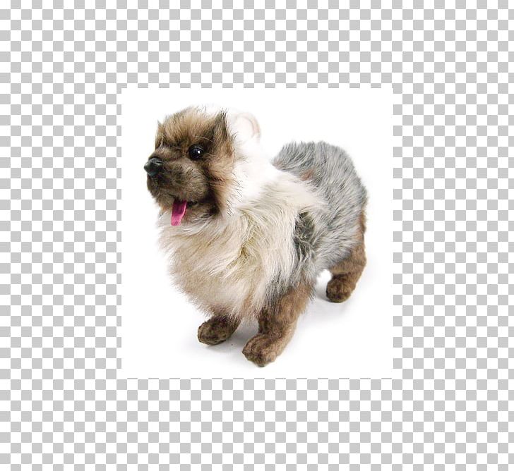 Cairn Terrier Shih Tzu Pomeranian Puppy Dog Breed PNG, Clipart, Breed, Cairn, Cairn Terrier, Carnivoran, Companion Dog Free PNG Download