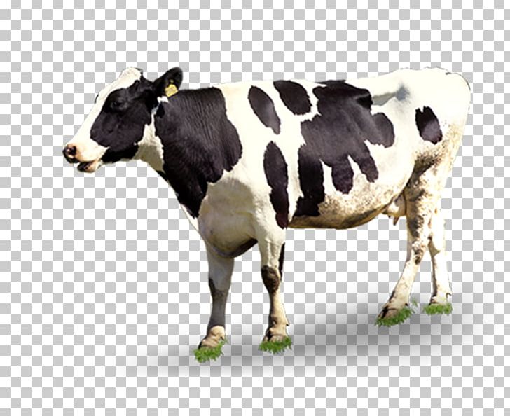 Dairy Cattle Automatic Milking PNG, Clipart, Advertising, Animal, Animals, Background Black, Bla Free PNG Download