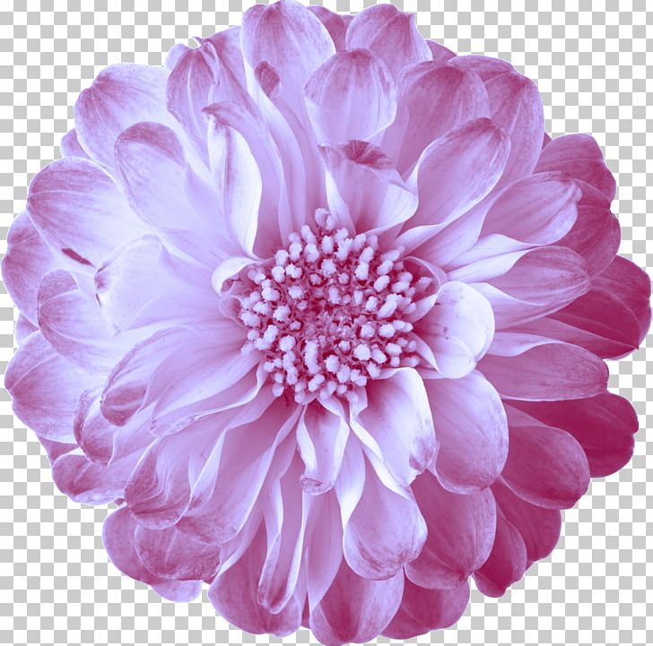Flower Encapsulated PostScript PNG, Clipart, Annual Plant, Chrysanths, Cut Flowers, Dahlia, Daisy Family Free PNG Download
