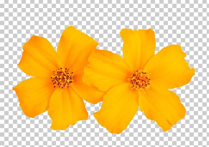 Mexican Marigold Tagetes Tenuifolia Flower Stock Photography Calendula Officinalis PNG, Clipart, Biologic, Class, Flowers, Free Logo Design Template, Gold Free PNG Download