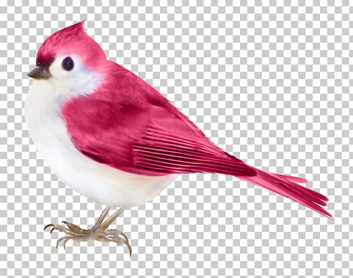 Bird Violet PNG, Clipart, Aile, Animal, Animals, Animation, Beak Free PNG Download