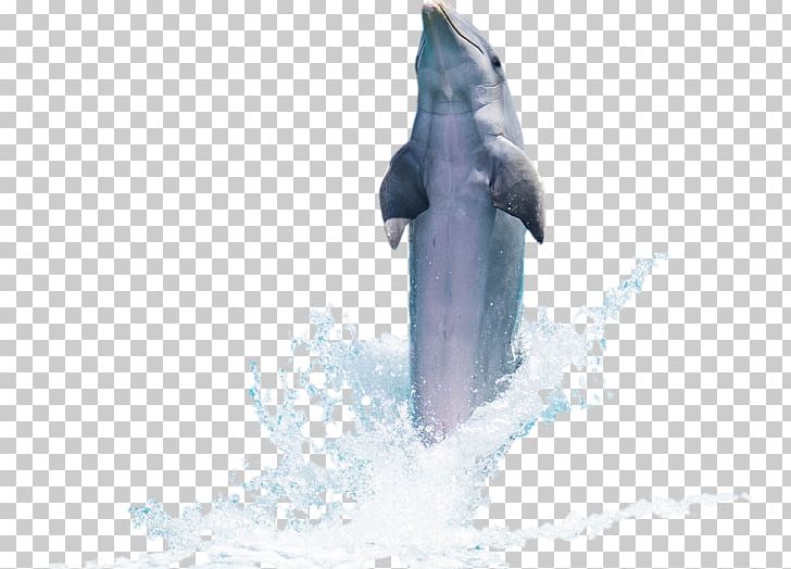 Common Bottlenose Dolphin PNG, Clipart, Animal, Animals, Bottlenose Dolphin, Cetacea, Common Bottlenose Dolphin Free PNG Download