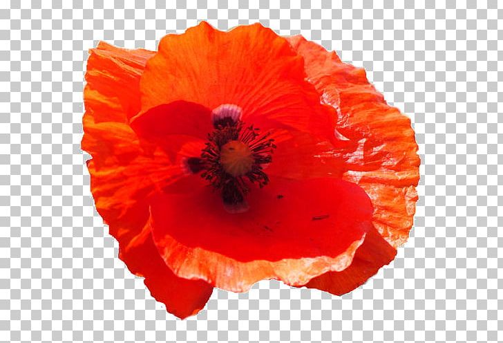 Common Poppy Flower Remembrance Poppy California Poppy PNG, Clipart, California Poppy, Common Poppy, Coquelicot, Download, Flower Free PNG Download