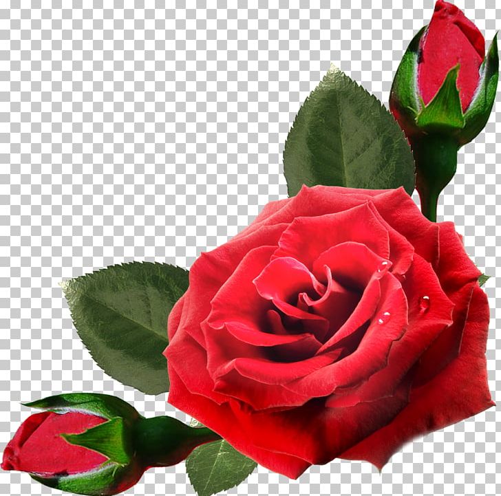 Flower PNG, Clipart, Bouquet, China Rose, Encapsulated Postscript, Floribunda, Flowers Free PNG Download