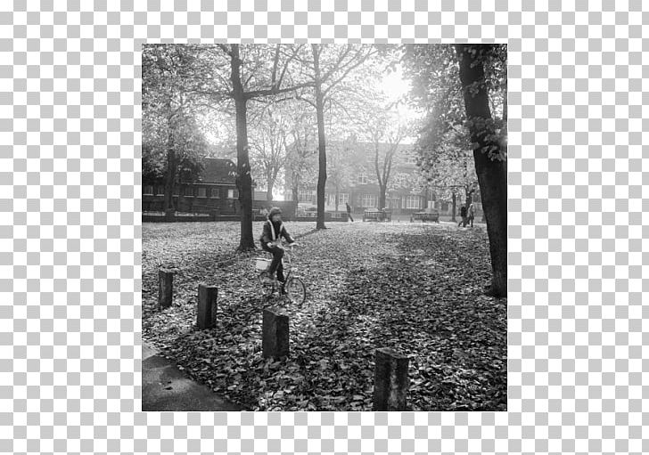 Hampstead Heath Pond Square Photography PNG, Clipart, Autumn, Black And White, Branch, Forest, Hampstead Free PNG Download