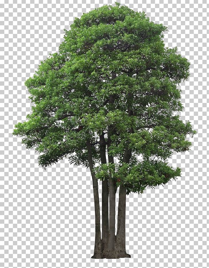 Tree PNG, Clipart, 2d Computer Graphics, Arecaceae, Branch, Decorative Patterns, Evergreen Free PNG Download