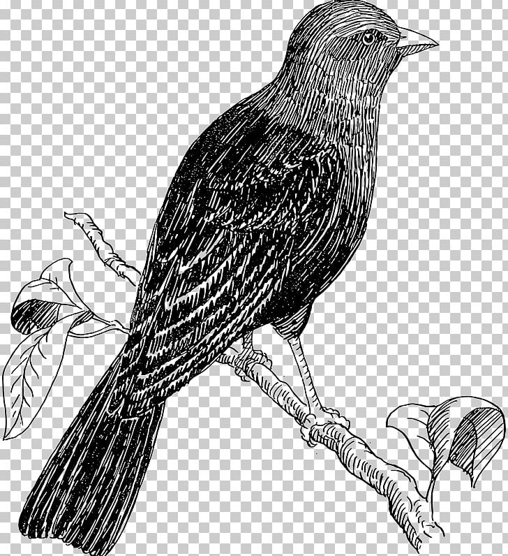 Bird Cuckoos Drawing PNG, Clipart, American Crow, Animals, Beak, Bird Of Prey, Black And White Free PNG Download