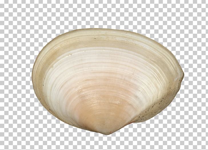 Cockle Veneroida Tableware PNG, Clipart, Clam, Clams Oysters Mussels And Scallops, Cockle, Seashell, Tableware Free PNG Download