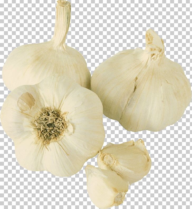 Garlic Prebiotic Probiotic Food Vegetable PNG, Clipart, Cucurbita, Elephant Garlic, Flowering Plant, Food, Garlic Free PNG Download