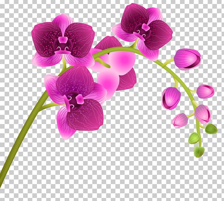 Orchids Flower PNG, Clipart, Blossom, Branch, Cattleya Orchids, Clipart, Color Free PNG Download