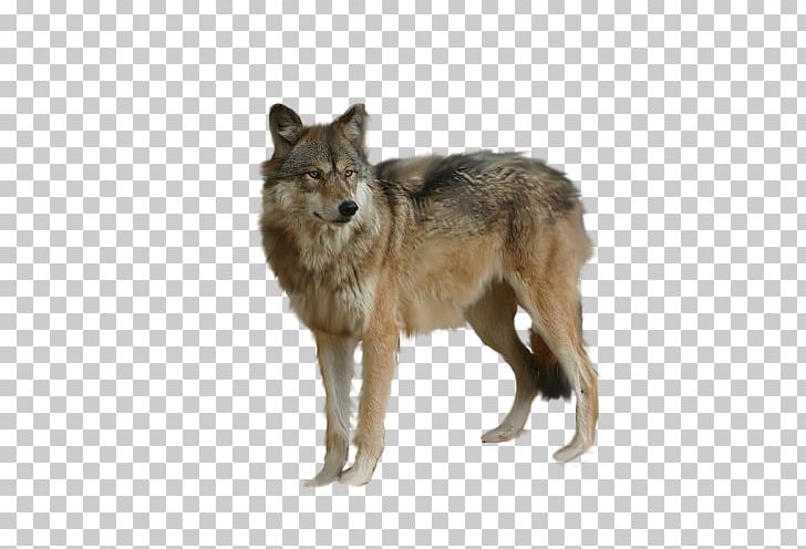 Arctic Wolf PNG, Clipart, Animals, Art, Black Wolf, Canis, Carnivoran Free PNG Download
