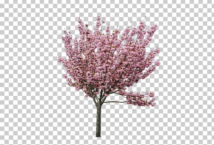 Cherry Blossom Peach Tree PNG, Clipart, Blossom, Branch, Branches, Cherry, Cherry Blossoms Free PNG Download