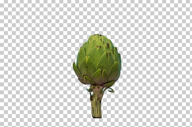 Artichoke Plant Stem PNG, Clipart, Artichoke, Broccoli, Creative, Creative Ads, Creative Artwork Free PNG Download