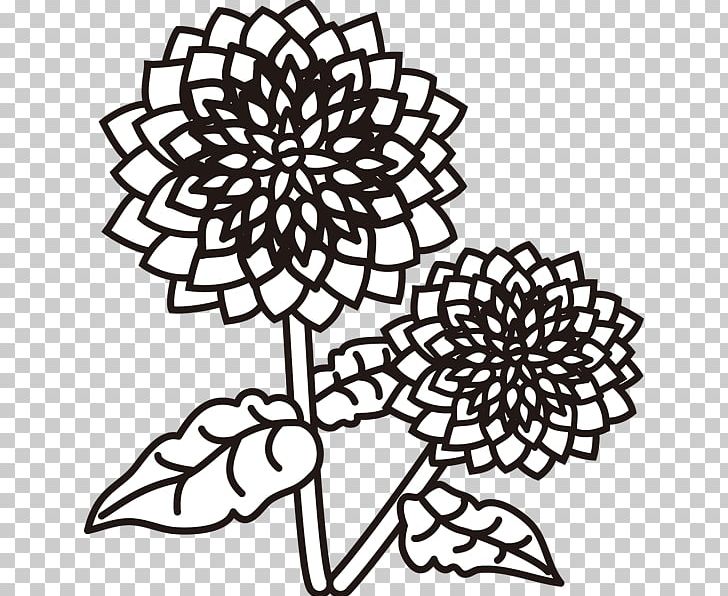 Dahlia Cut Flowers Design Color Illustration PNG, Clipart, Black And White, Color, Cut Flowers, Dahlia, Doily Free PNG Download