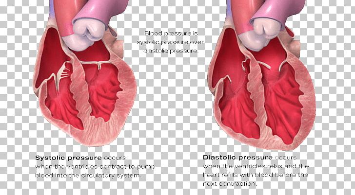 Diastole Blood Pressure Systole Heart PNG, Clipart, Afterload, Altered Level Of Consciousness, Artery, Blood, Blood Pressure Free PNG Download