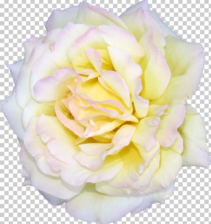 Flower Centifolia Roses White Garden Roses PNG, Clipart, Centifolia Roses, Color, Cut Flowers, Designer, Floribunda Free PNG Download