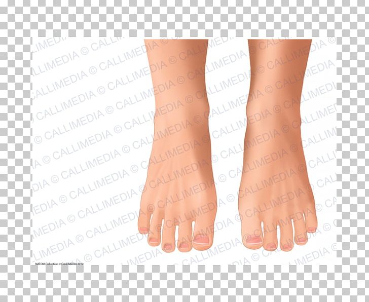 Nail Toe Sole Thumb Ankle PNG, Clipart, Ankle, Arm, File Viewer, Finger, Foot Free PNG Download