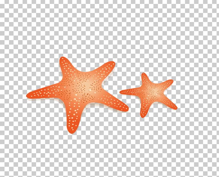Starfish Euclidean Yellow Benthic Zone PNG, Clipart, Animals, Drawing, Echinoderm, Euclidean Vector, Invertebrate Free PNG Download