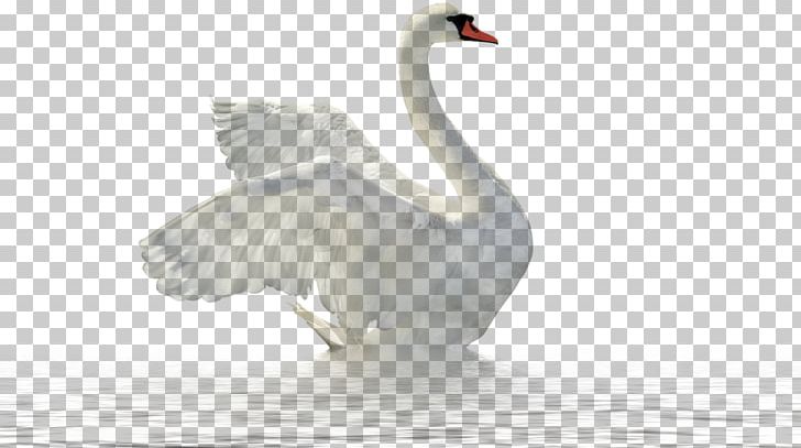 Swan PNG, Clipart, Swan Free PNG Download