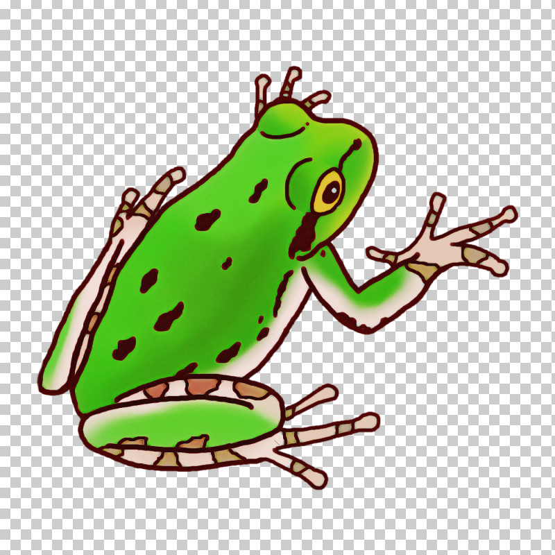 Toad True Frog Tree Frog Frogs Amphibians PNG, Clipart, American Bullfrog, Amphibians, Cartoon, Drawing, Frogs Free PNG Download