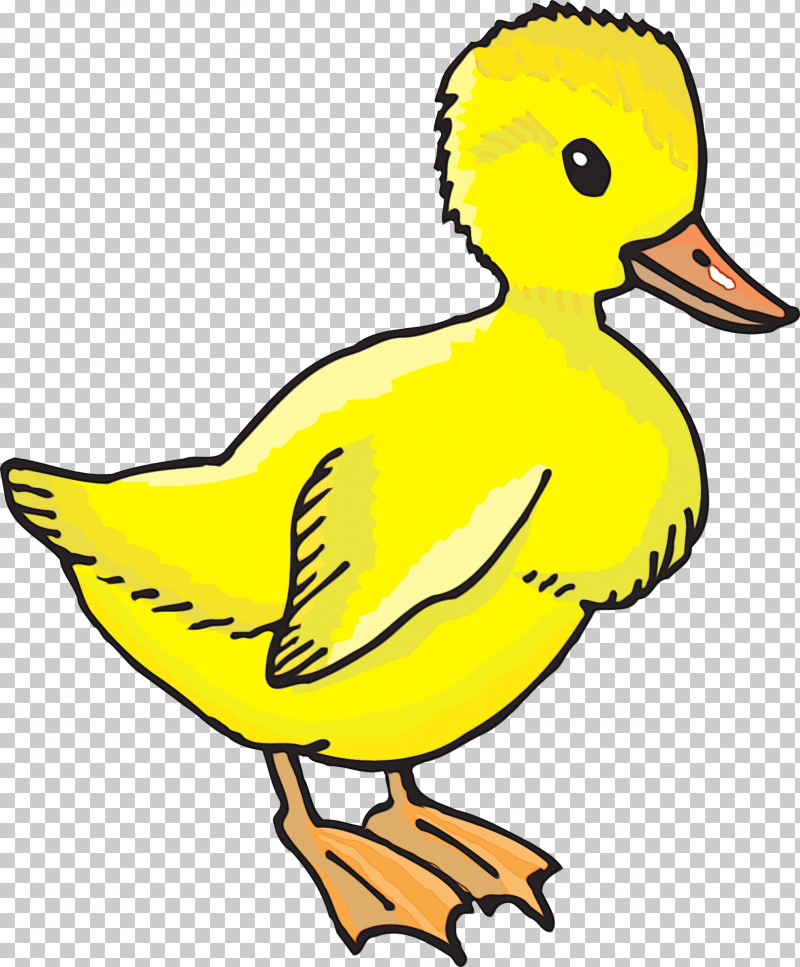 Duck Water Bird Birds Beak Yellow PNG, Clipart, Beak, Biology, Birds, Duck, Paint Free PNG Download