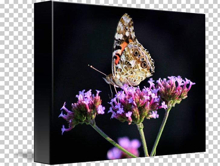 Brush-footed Butterflies Pieridae Butterfly Nectar Вербена М PNG, Clipart, Arthropod, Brush Footed Butterfly, Butterfly, Flower, Insect Free PNG Download