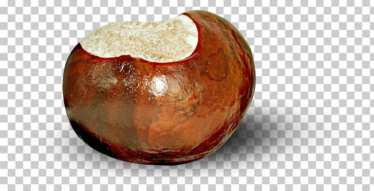 Chestnut Auglis PNG, Clipart, Acorn, Apple, Artifact, Auglis, Bite Free PNG Download