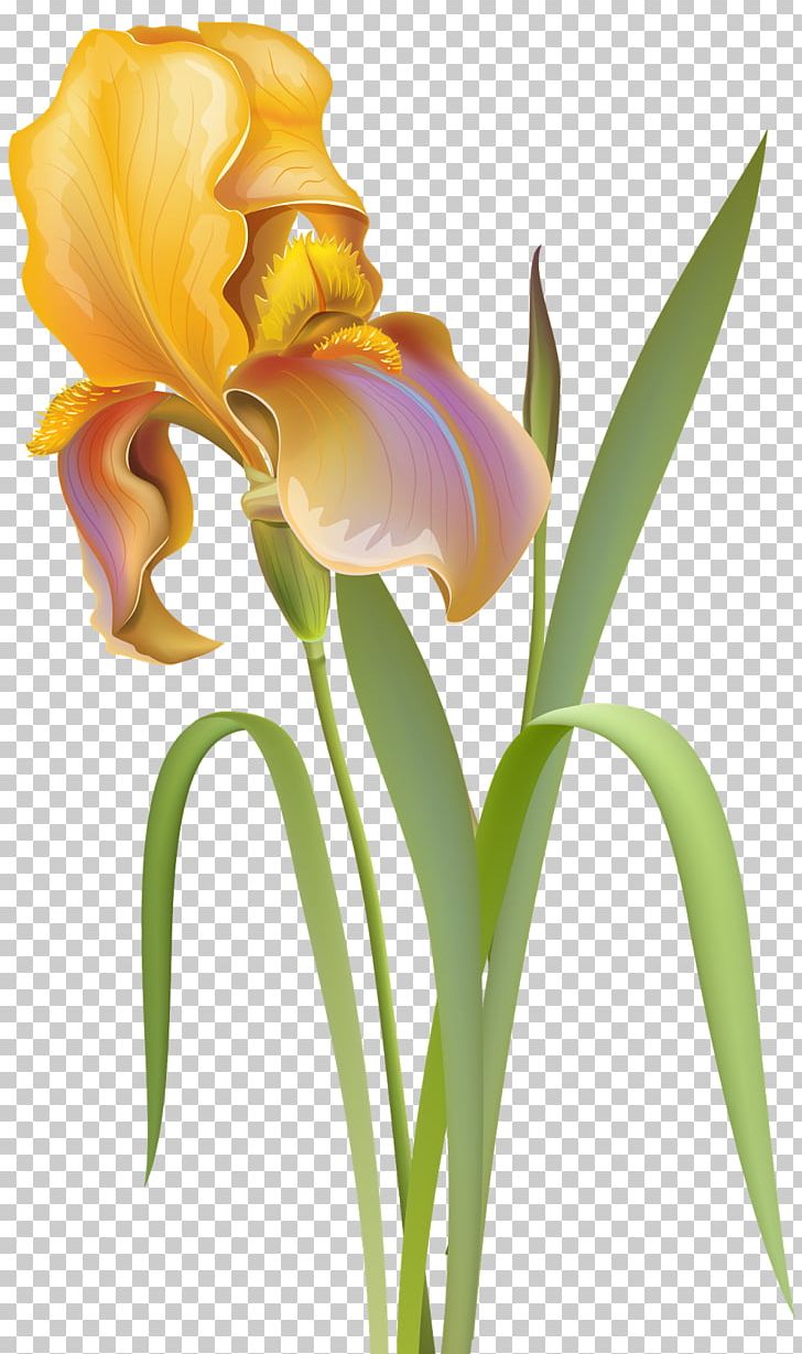 Flower PNG, Clipart, Cattleya, Clip Art, Crocus, Cut Flowers, Desktop Wallpaper Free PNG Download