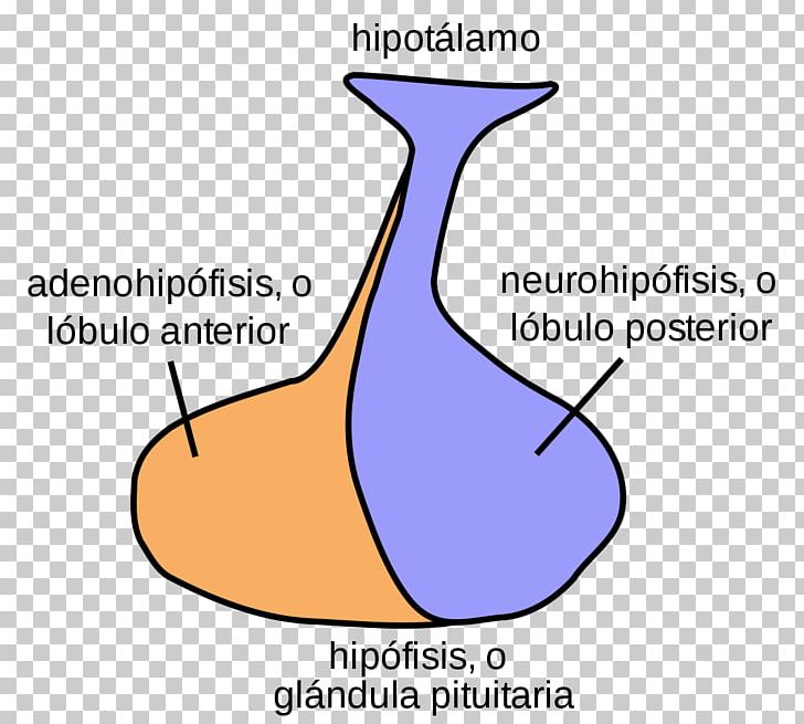 Posterior Pituitary Pituitary Gland Anterior Pituitary Hormone PNG, Clipart, Angle, Animal, Anterior Pituitary, Area, Diagram Free PNG Download
