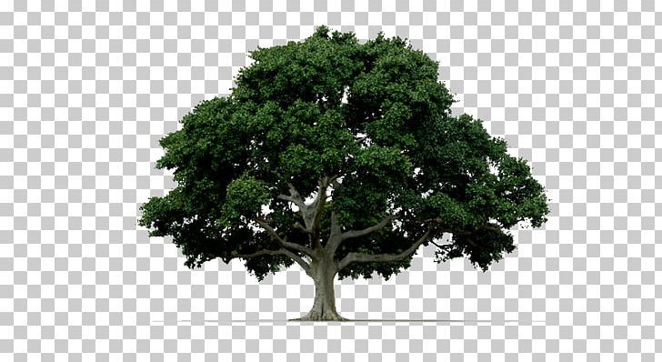 Tree Arborist PNG, Clipart, Agac, Arbol, Arborist, Branch, Clip Art Free PNG Download