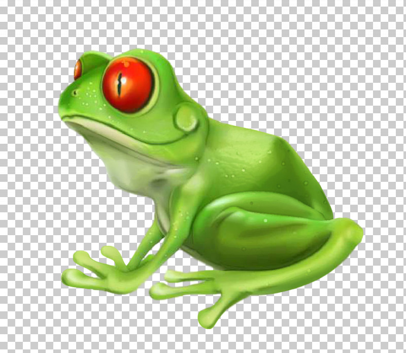 Frog Tree Frog Green Tree Frog True Frog PNG, Clipart, Agalychnis, Frog, Green, Hyla, Redeyed Tree Frog Free PNG Download