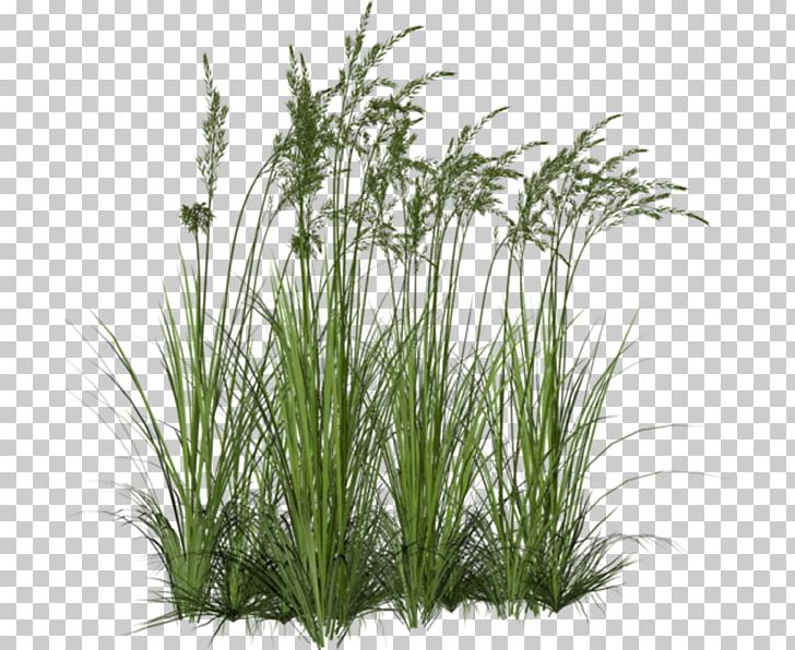 Aquatic Plants Wetland PNG, Clipart, Aquatic Ecosystem, Aquatic Plants, Chrysopogon Zizanioides, Commodity, Evergreen Free PNG Download