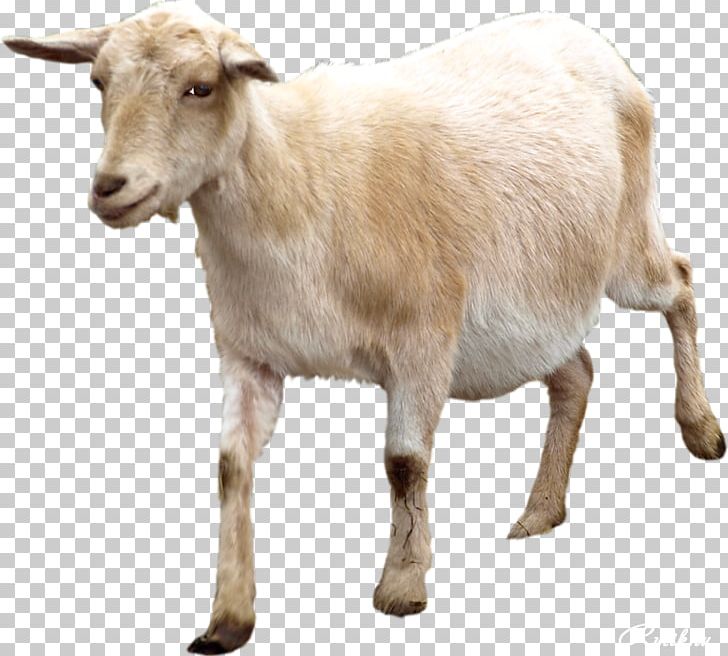 Goat Sheep Portable Network Graphics Animal PNG, Clipart, Advertising, Animal, Breed, Christmas Day, Cow Goat Family Free PNG Download