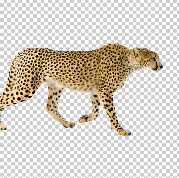 Maasai Mara Leopard Asiatic Cheetah Cat Stock Photography PNG, Clipart, Animal, Animals, Big Cats, Carnivoran, Cat Like Mammal Free PNG Download