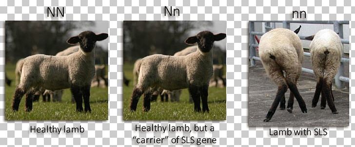 Suffolk Sheep Spider Lamb Syndrome Disease Carney Complex PNG, Clipart, Agriculture, Breed, Deformity, Disease, Down Syndrome Free PNG Download