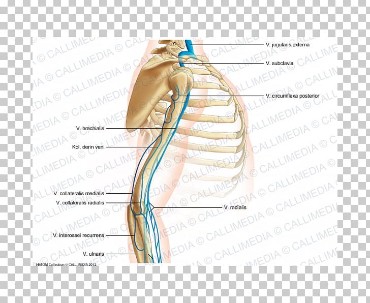 Thumb Elbow Shoulder Vein Augšdelms PNG, Clipart, Abdomen, Anatomy, Angle, Arm, Blood Vessel Free PNG Download