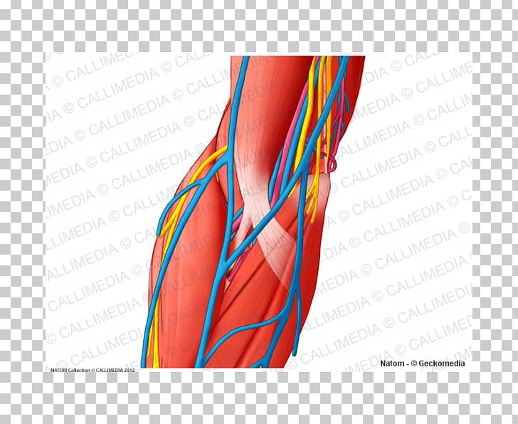Thumb Nerve Blood Vessel Elbow Muscle PNG, Clipart, Anatomy, Anterior, Arm, Blood Vessel, Blood Vessels Free PNG Download