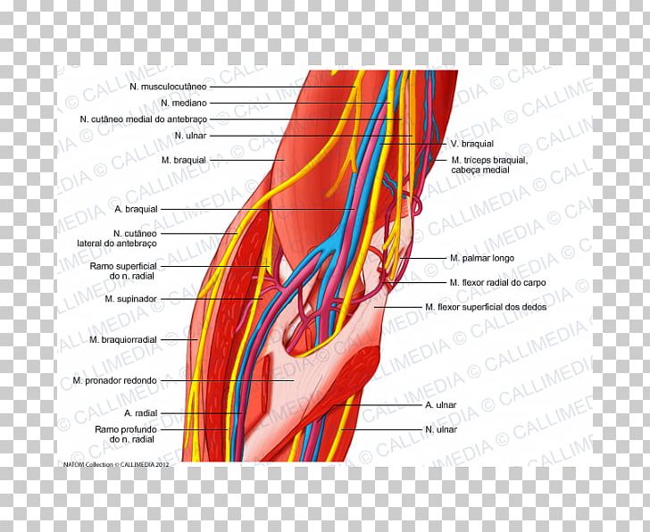 Elbow Ulnar Nerve Human Body Anatomy PNG, Clipart, Anatomy, Angle, Arm, Blood Vessel, Diagram Free PNG Download